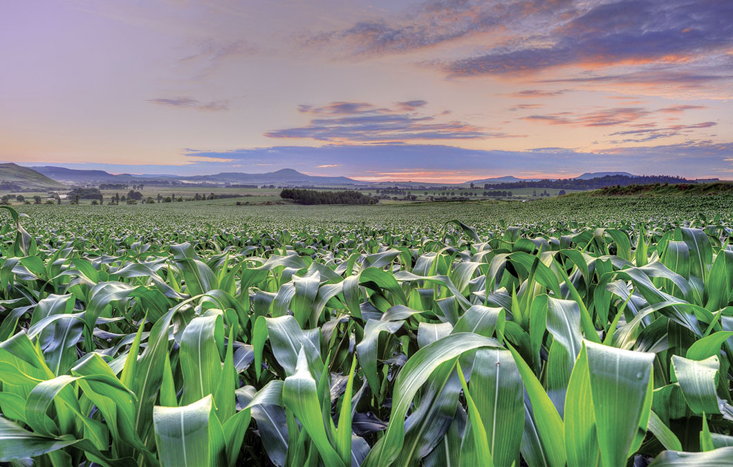 Colheita de milho e soja